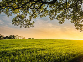 Sawah
