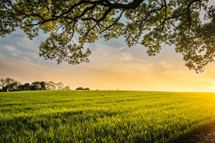 Sawah